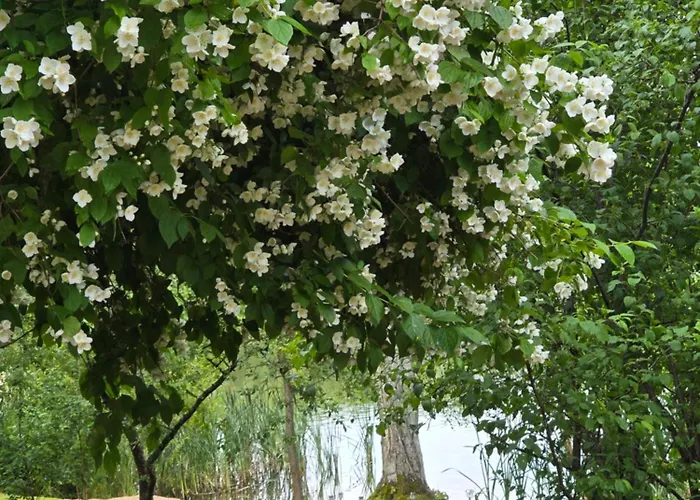 Apartment Rokitnik *